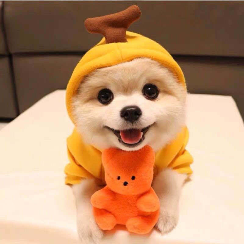 Fruit-Print Pet Hoodie